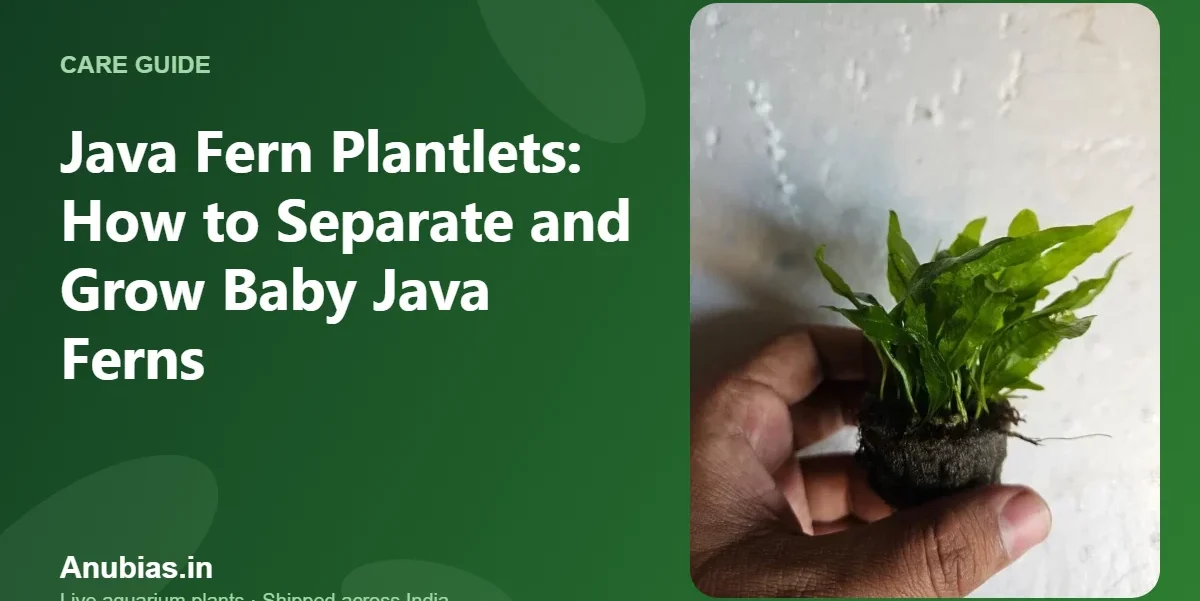 Java Fern Plantlets: How to Separate and Grow Baby Java Ferns – Anubias.in