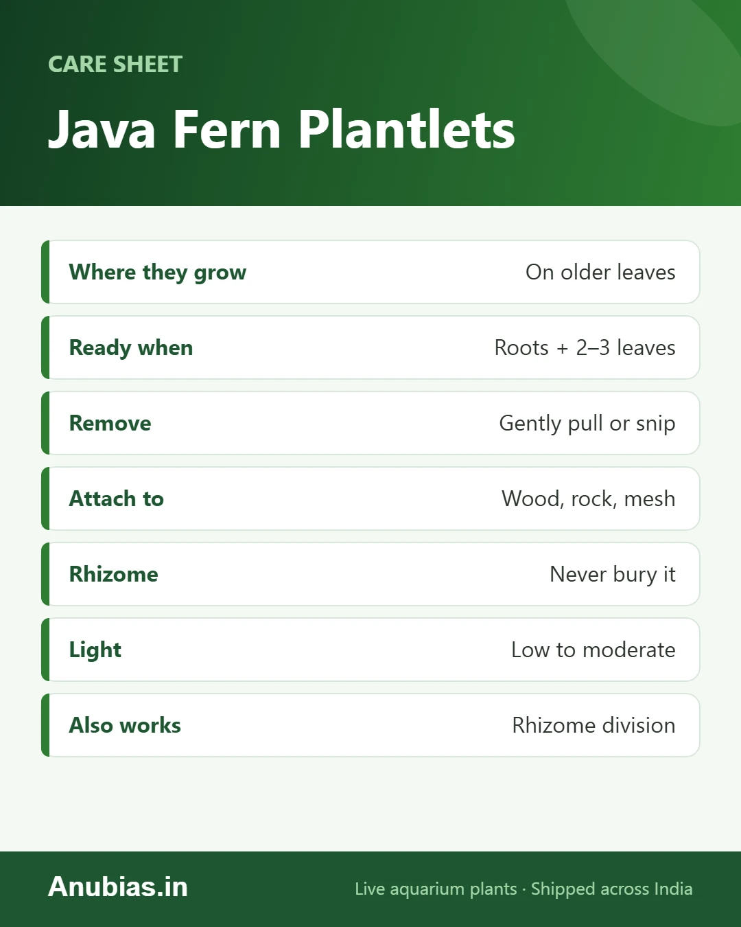 Java fern plantlet propagation cheat sheet