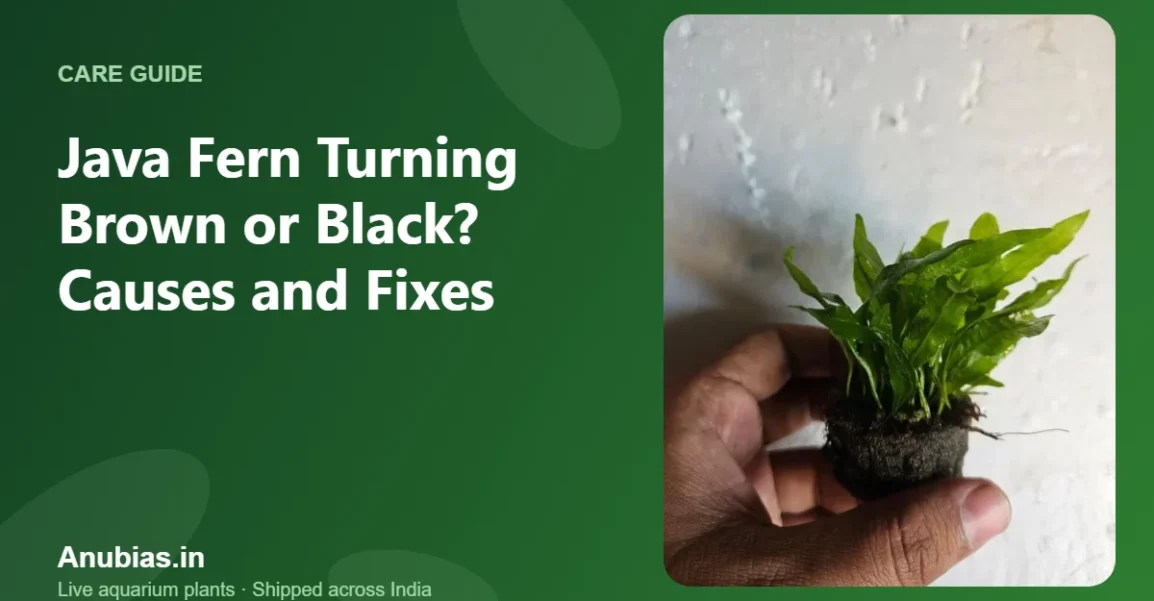 Java fern turning brown or black: causes and fixes – Anubias.in