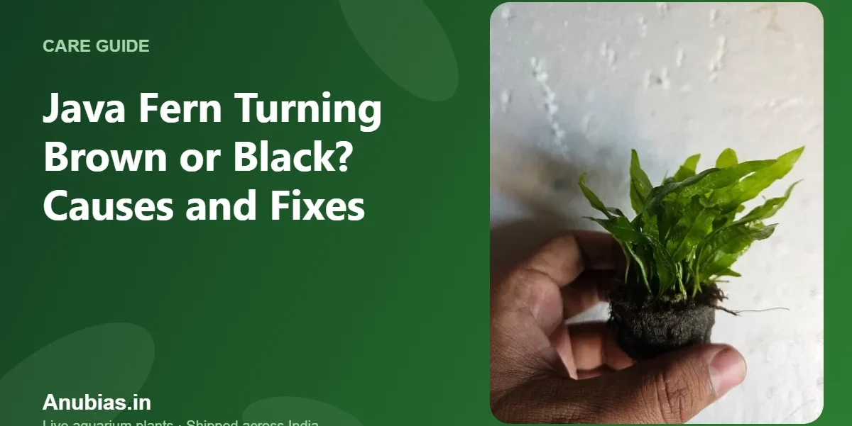 Java fern turning brown or black: causes and fixes – Anubias.in