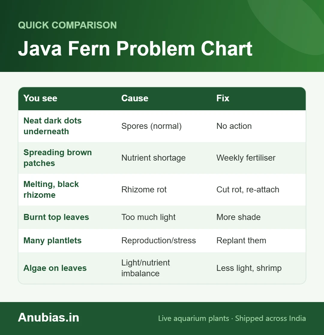 Java fern problem diagnosis chart: spores, brown patches, rhizome rot, light burn, plantlets and algae