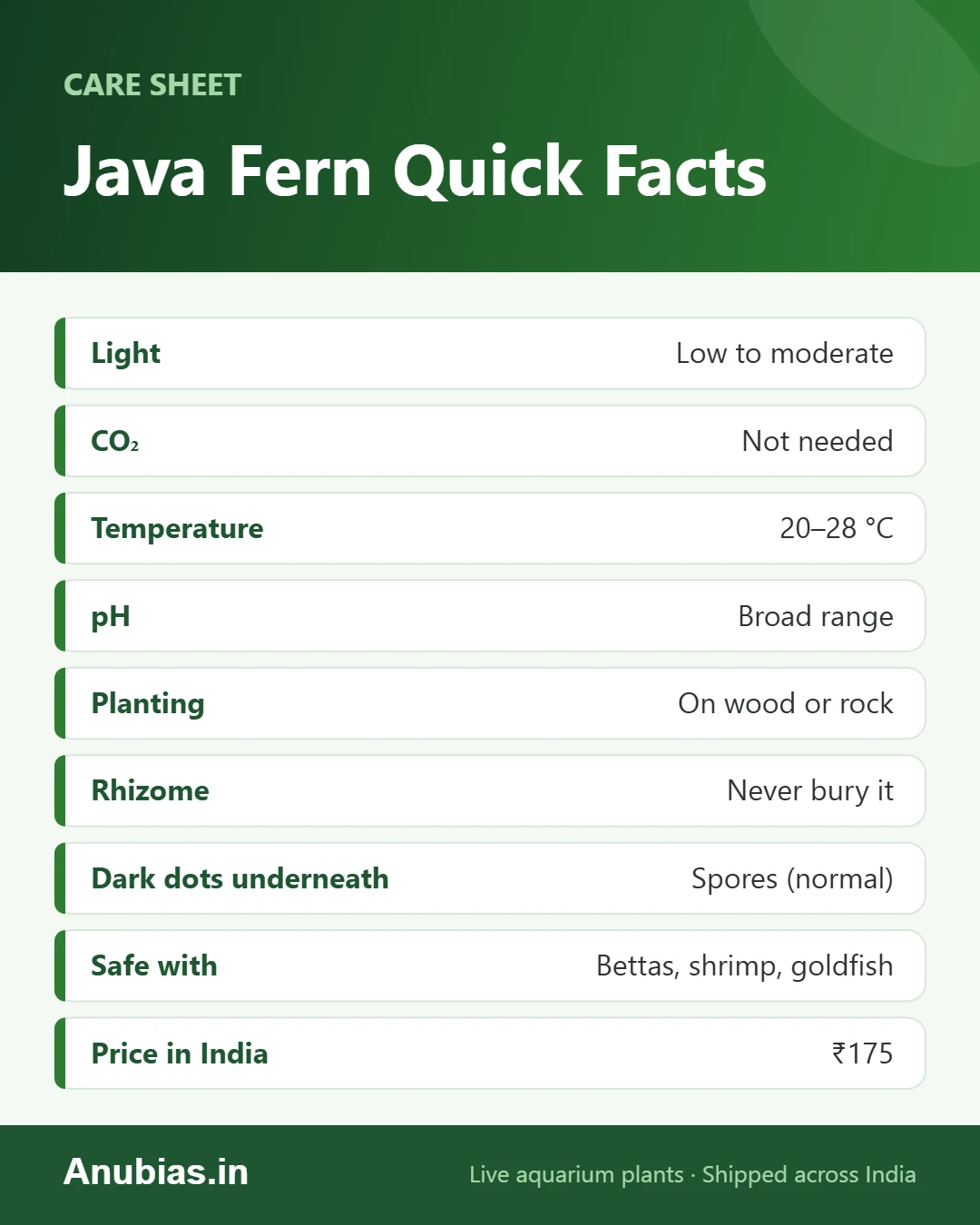 Java fern quick facts: light, CO2, temperature, planting, spores, tank mates and price in India