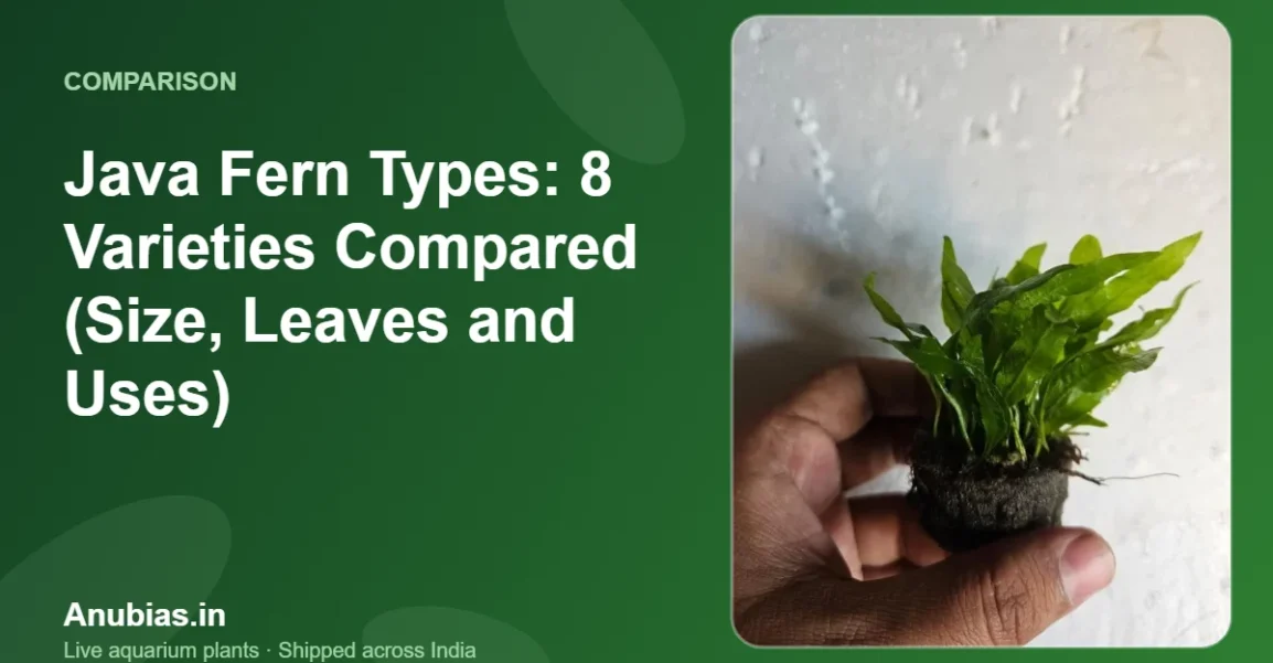 Java Fern Types: 8 Varieties Compared (Size, Leaves and Uses) – Anubias.in