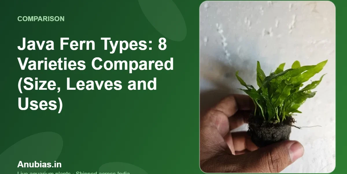 Java Fern Types: 8 Varieties Compared (Size, Leaves and Uses) – Anubias.in