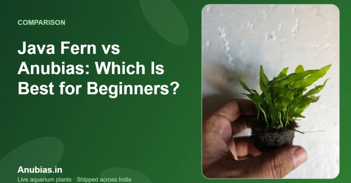 Java Fern vs Anubias: Which Is Best for Beginners? – Anubias.in
