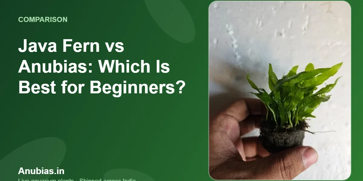Java Fern vs Anubias: Which Is Best for Beginners? – Anubias.in