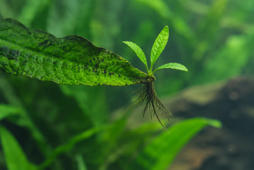 A Java fern plantlet with tiny leaves and roots growing on the tip of an older leaf