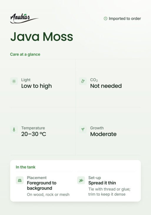 Java Moss (Taxiphyllum barbieri)