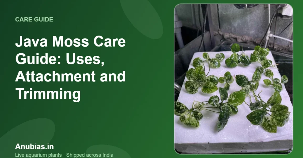 Java Moss Care Guide: Uses, Attachment and Trimming – Anubias.in