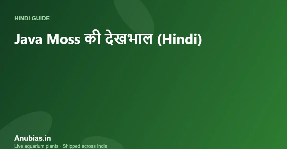 Java Moss की देखभाल: लगाना, ट्रिम करना और भूरा होने से बचाना (Hindi) – Anubias.in