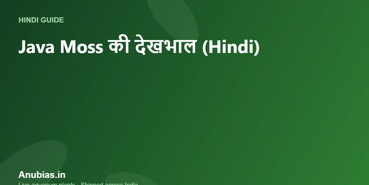 Java Moss की देखभाल: लगाना, ट्रिम करना और भूरा होने से बचाना (Hindi) – Anubias.in