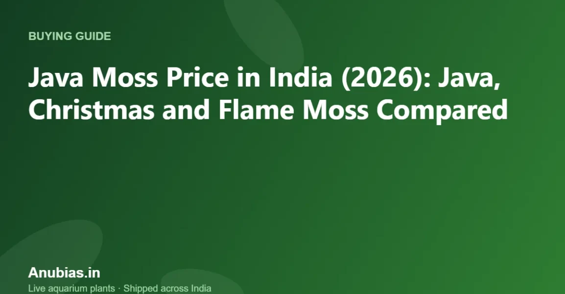 Java Moss Price in India (2026): Java, Christmas and Flame Moss Compared – Anubias.in