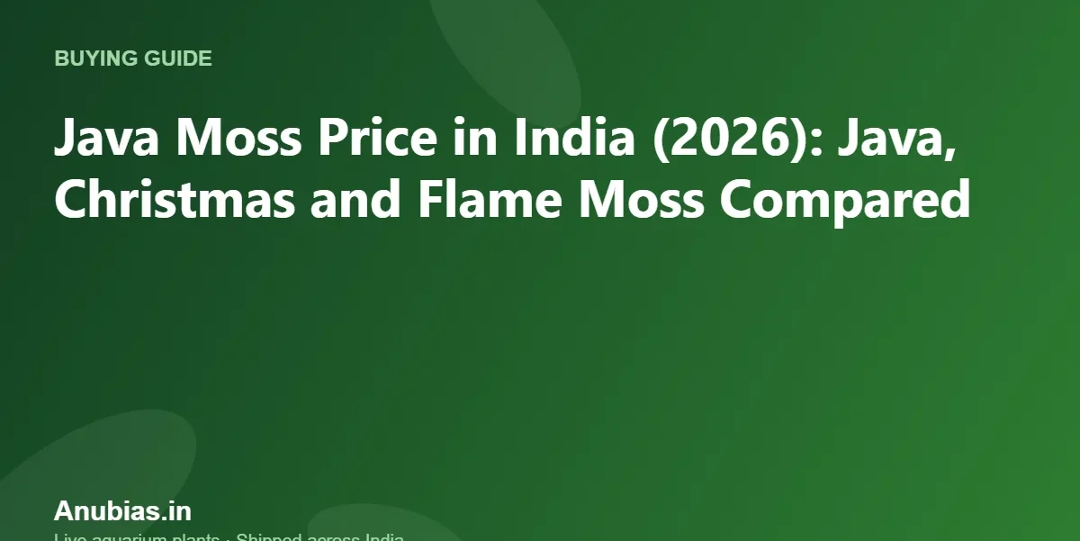 Java Moss Price in India (2026): Java, Christmas and Flame Moss Compared – Anubias.in
