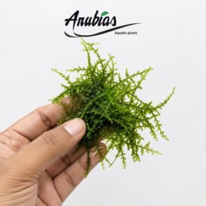 Java Moss (Taxiphyllum barbieri)