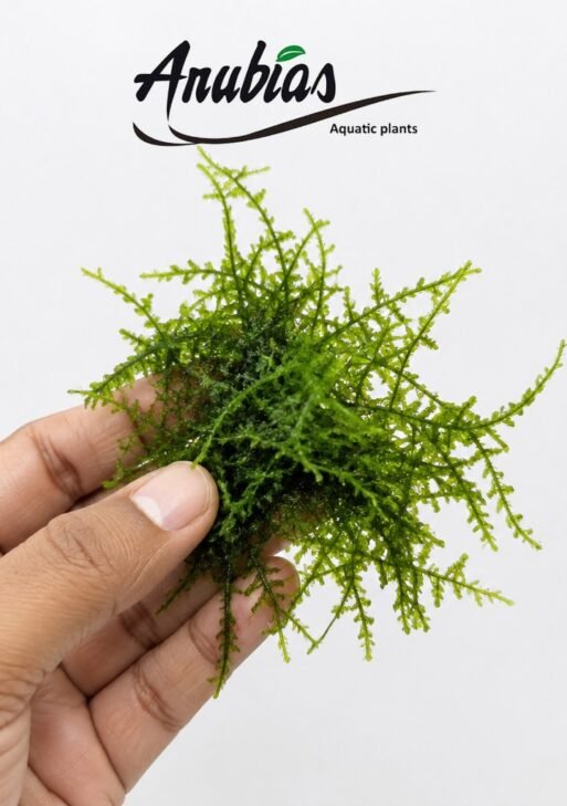 Java Moss (Taxiphyllum barbieri)