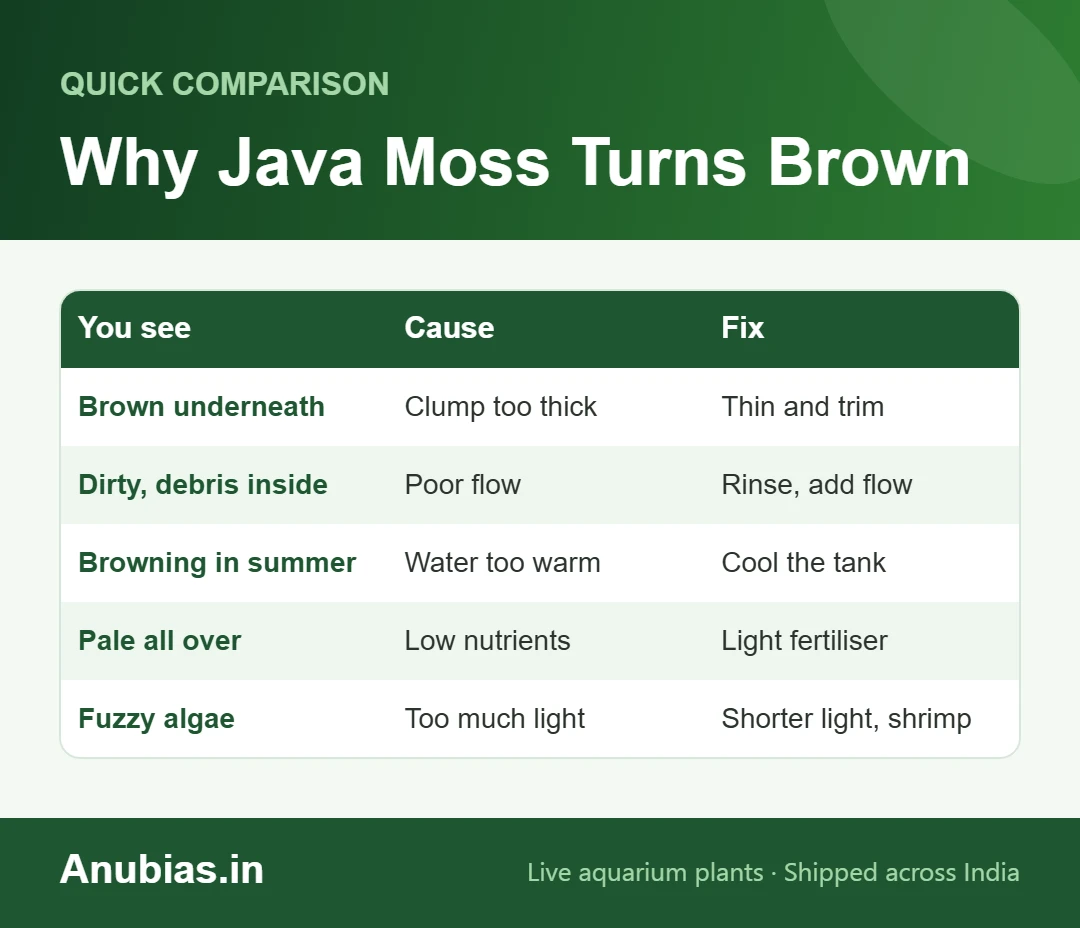 Chart of why Java moss turns brown with causes and fixes