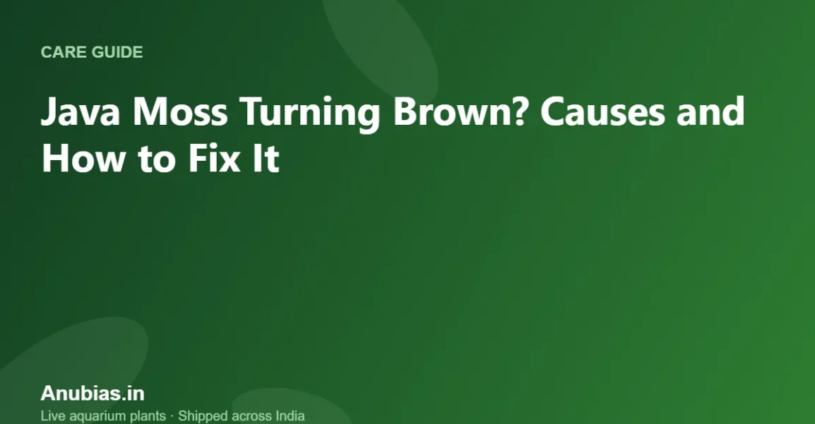 Java Moss Turning Brown? Causes and How to Fix It – Anubias.in
