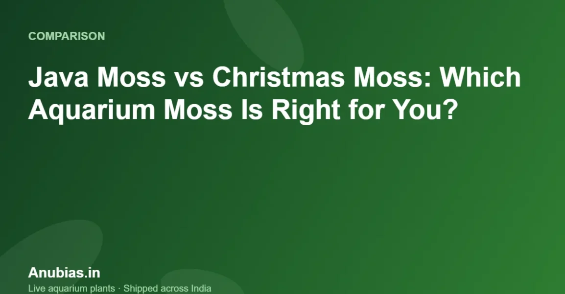 Java Moss vs Christmas Moss: Which Aquarium Moss Is Right for You? – Anubias.in