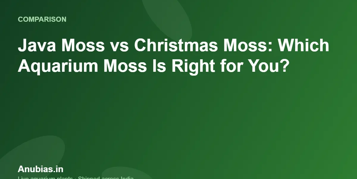 Java Moss vs Christmas Moss: Which Aquarium Moss Is Right for You? – Anubias.in