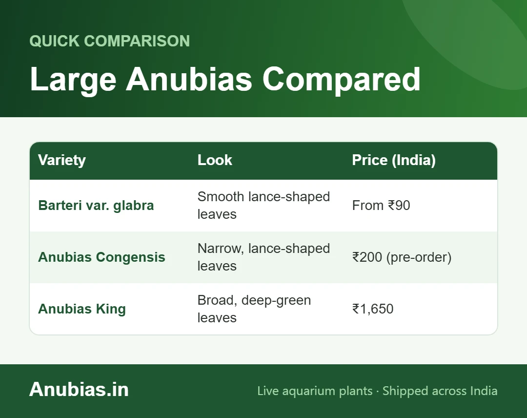 Chart comparing large Anubias varieties for big tanks