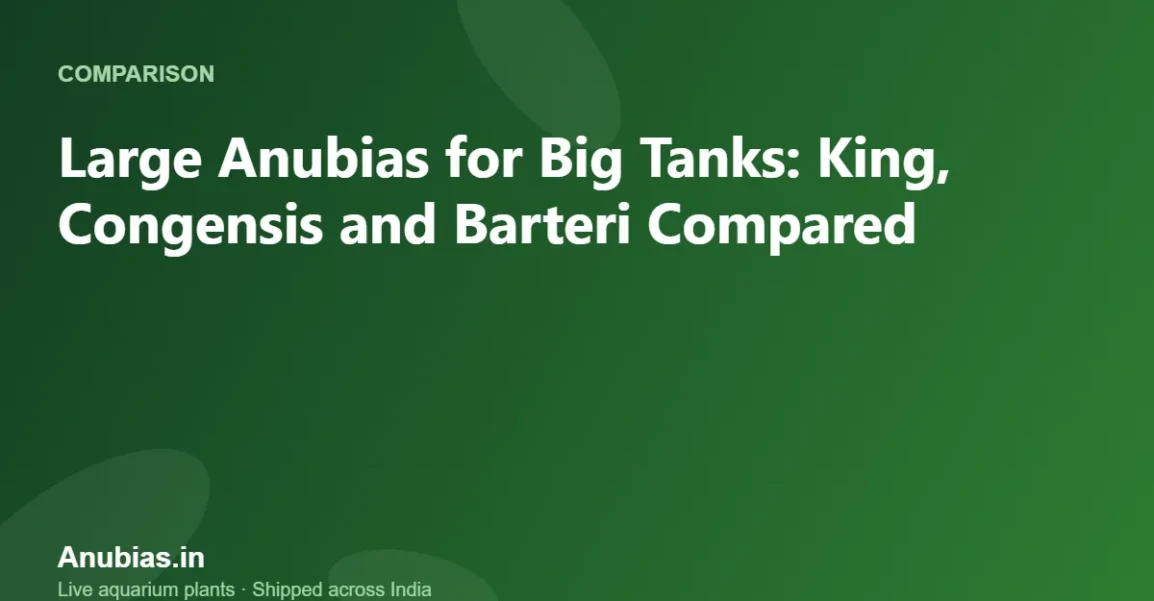 Large Anubias for Big Tanks: King, Congensis and Barteri Compared – Anubias.in