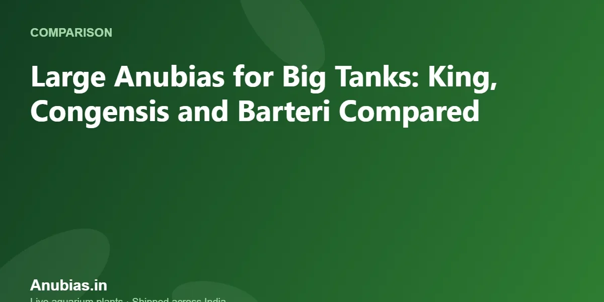 Large Anubias for Big Tanks: King, Congensis and Barteri Compared – Anubias.in