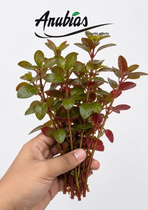 Ludwigia Repens