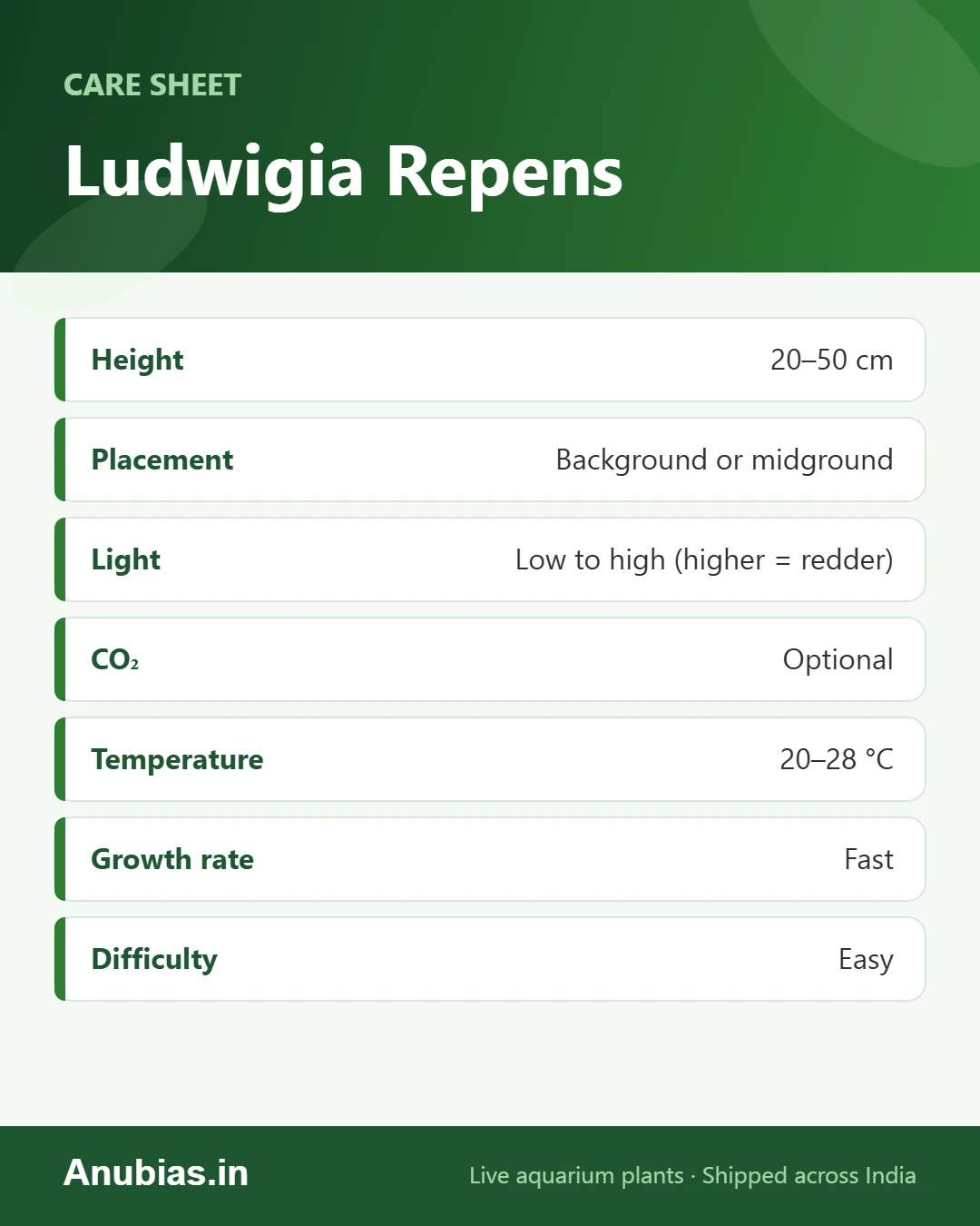 Ludwigia Repens care sheet: Height, Placement, Light, CO₂ and more