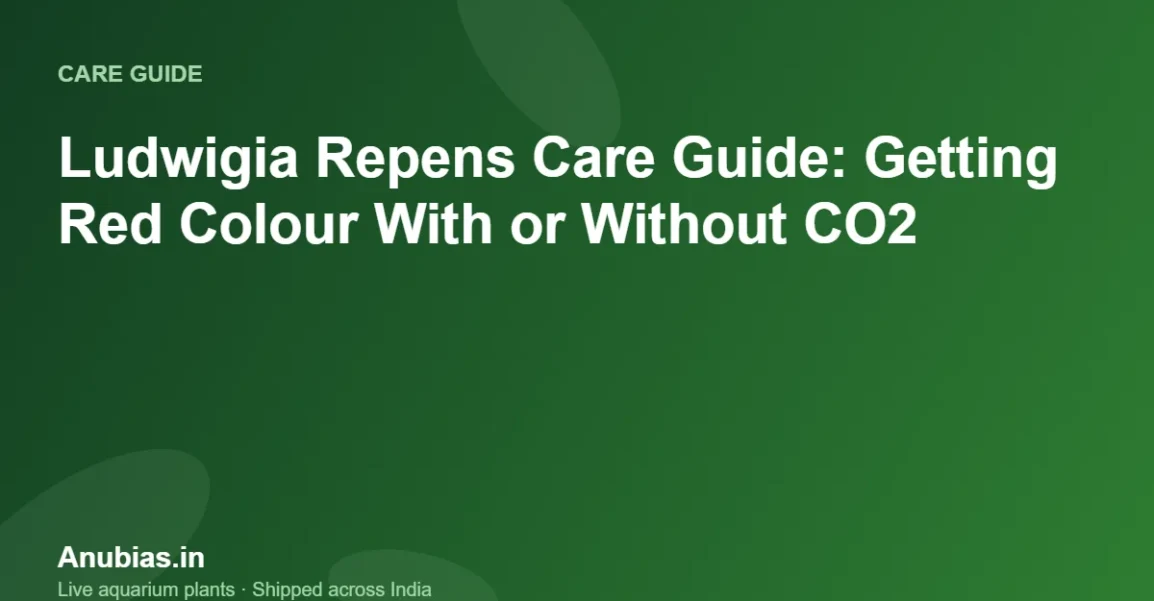 Ludwigia Repens Care Guide: Getting Red Colour With or Without CO2 – Anubias.in