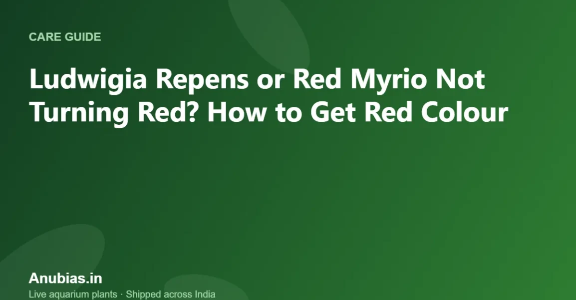 Ludwigia Repens or Red Myrio Not Turning Red? How to Get Red Colour – Anubias.in