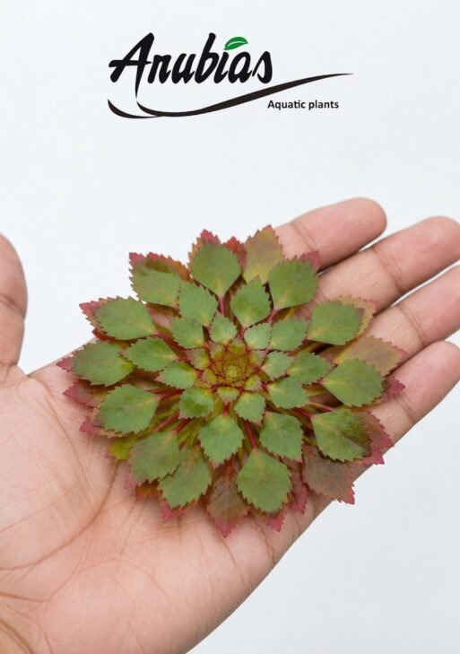 Ludwigia Sedioides (Water Mosaic)