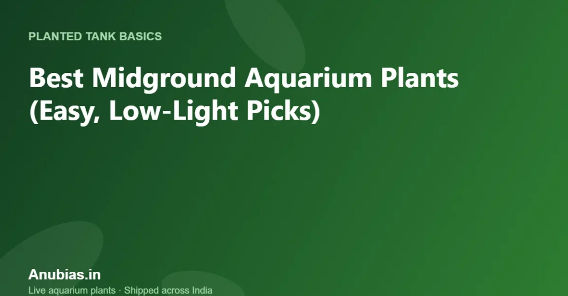 Best Midground Aquarium Plants (Easy, Low-Light Picks) – Anubias.in