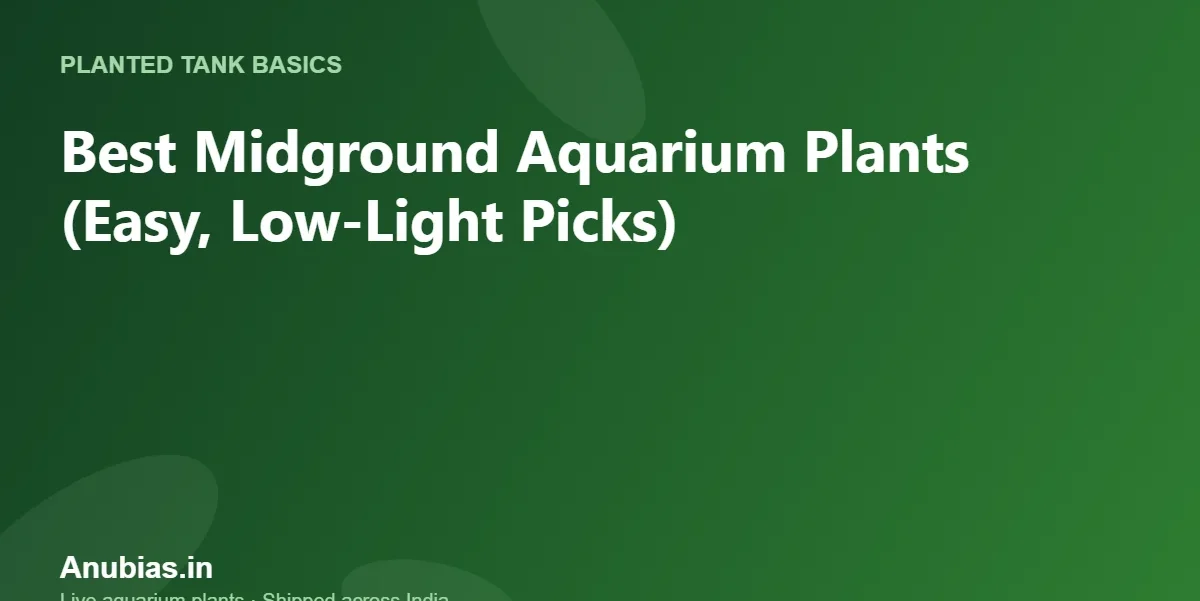 Best Midground Aquarium Plants (Easy, Low-Light Picks) – Anubias.in