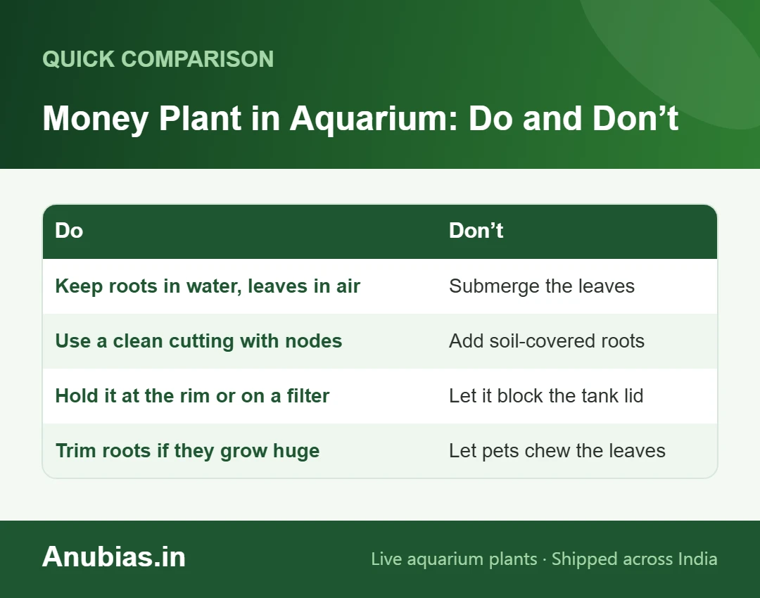 Do and don’t chart for growing money plant in an aquarium
