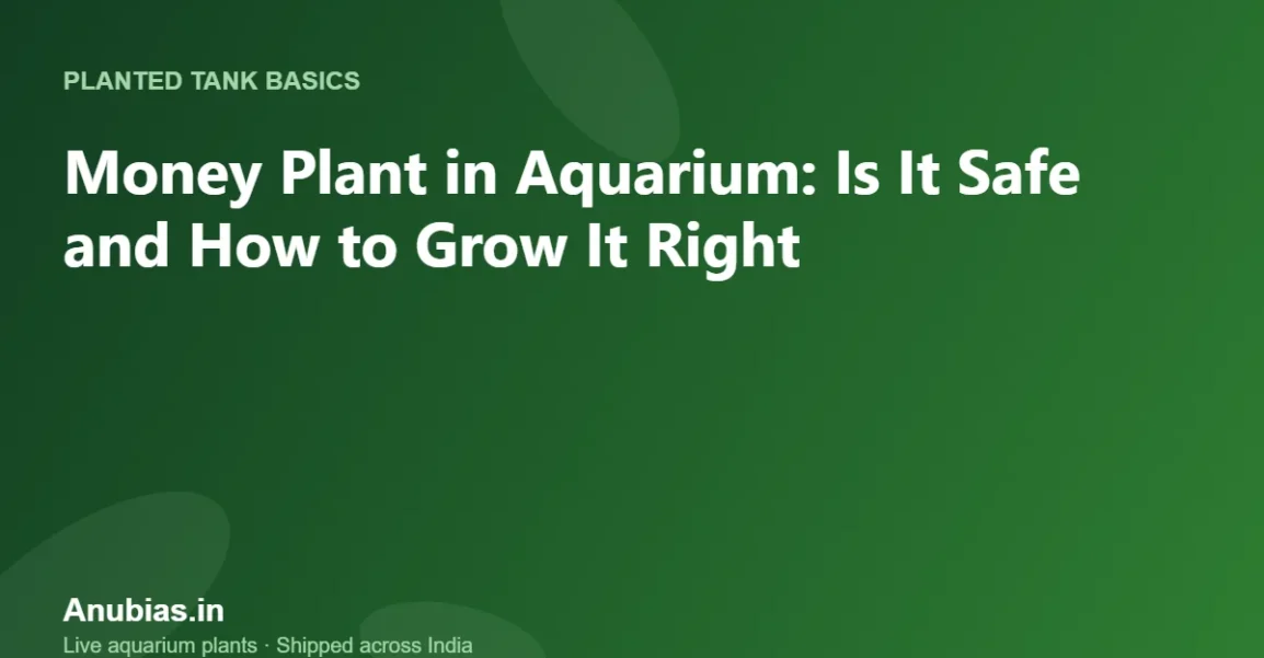Money Plant in Aquarium: Is It Safe and How to Grow It Right – Anubias.in