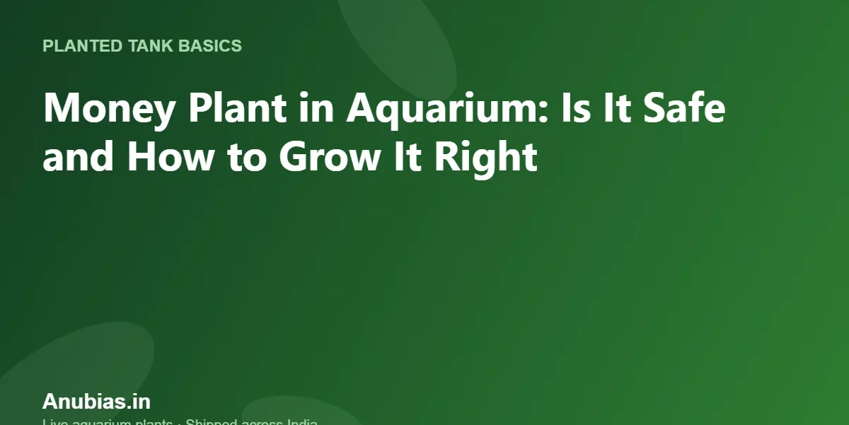Money Plant in Aquarium: Is It Safe and How to Grow It Right – Anubias.in