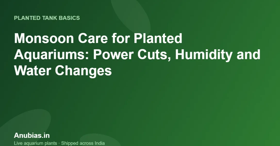 Monsoon Care for Planted Aquariums: Power Cuts, Humidity and Water Changes – Anubias.in