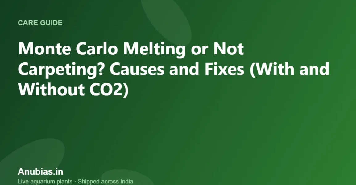 Monte Carlo Melting or Not Carpeting? Causes and Fixes (With and Without CO2) – Anubias.in