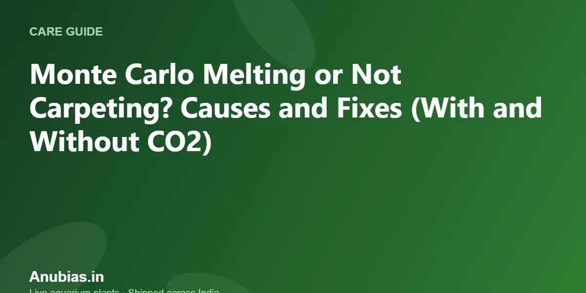 Monte Carlo Melting or Not Carpeting? Causes and Fixes (With and Without CO2) – Anubias.in