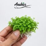 Monte Carlo Micranthemum — live aquarium plant held in hand, Anubias.in