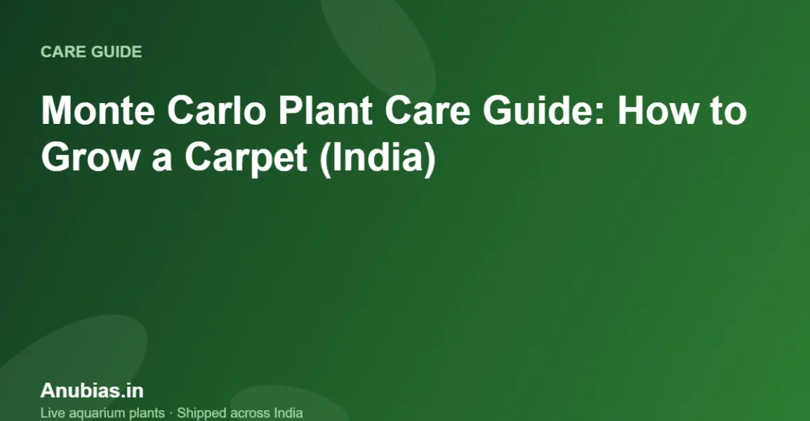 Monte Carlo Plant Care Guide: How to Grow a Carpet (India) – Anubias.in