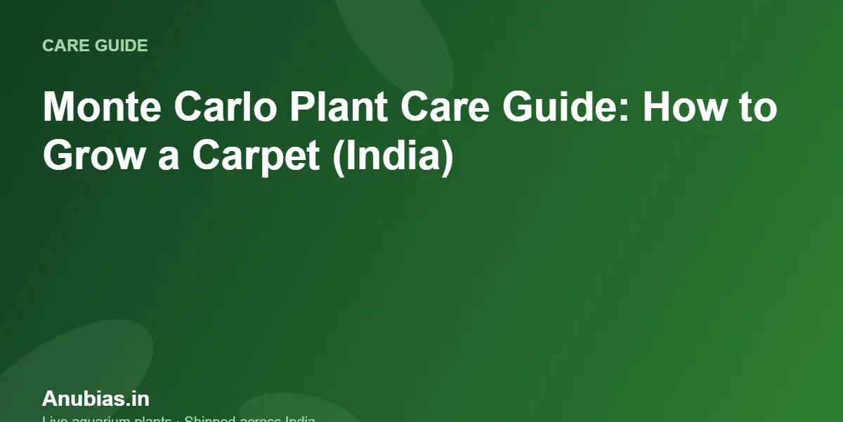 Monte Carlo Plant Care Guide: How to Grow a Carpet (India) – Anubias.in
