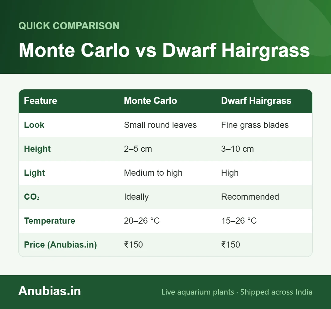 Comparison chart of Monte Carlo and Dwarf Hairgrass carpet plants