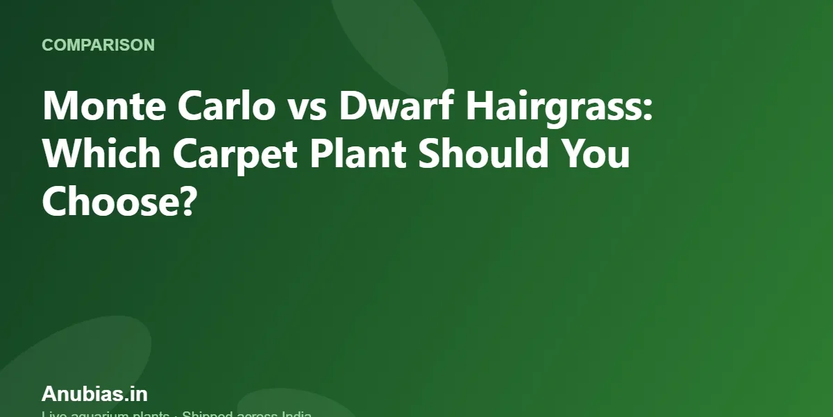 Monte Carlo vs Dwarf Hairgrass: Which Carpet Plant Should You Choose? – Anubias.in