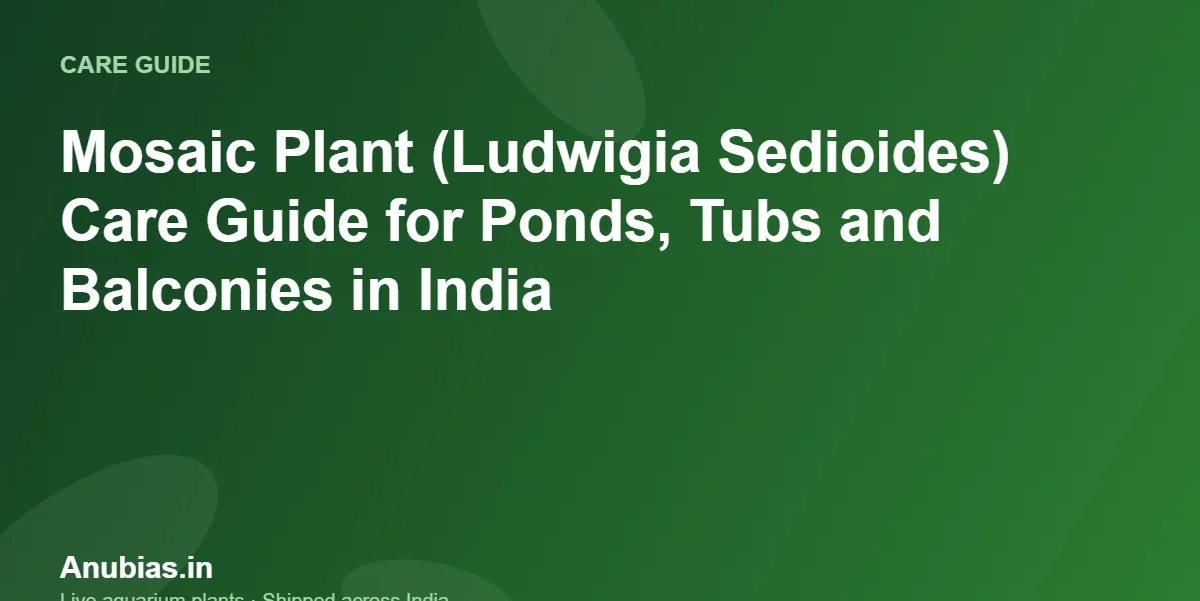 Mosaic Plant (Ludwigia Sedioides) Care Guide for Ponds, Tubs and Balconies in India – Anubias.in