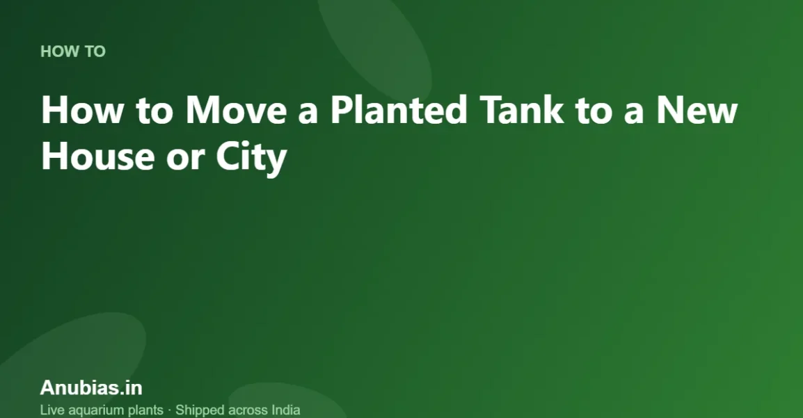 How to Move a Planted Tank to a New House or City – Anubias.in