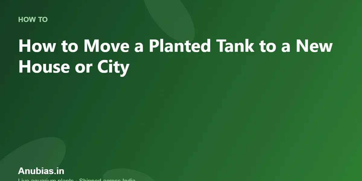 How to Move a Planted Tank to a New House or City – Anubias.in