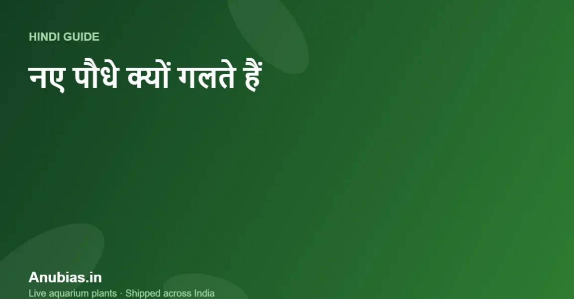 नए एक्वेरियम पौधे क्यों गलते हैं (Melting)? कारण और उपाय (Hindi) – Anubias.in