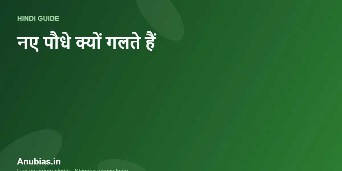 नए एक्वेरियम पौधे क्यों गलते हैं (Melting)? कारण और उपाय (Hindi) – Anubias.in