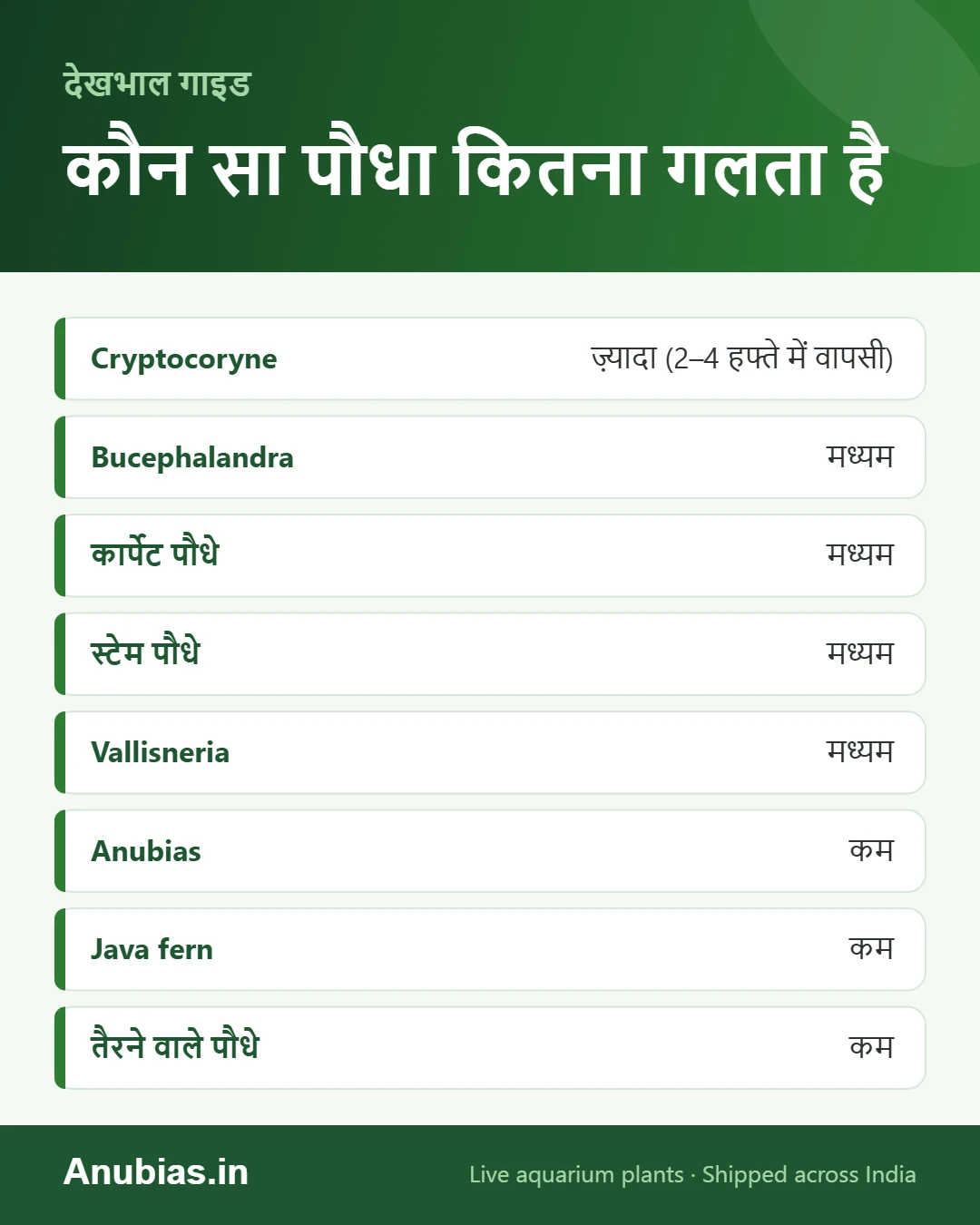 नए एक्वेरियम पौधों के गलने का खतरा इन्फोग्राफिक